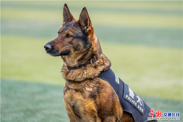 警犬“赛克”
