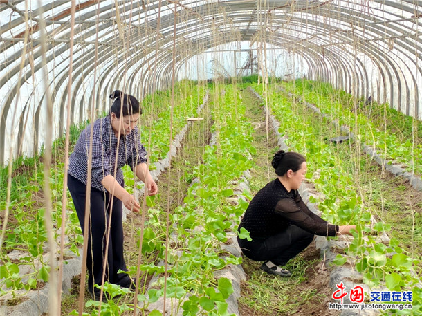 甜瓜苗吊蔓。喀伍力江 摄