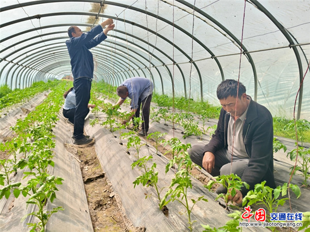 西红柿苗上架。喀伍力江 摄