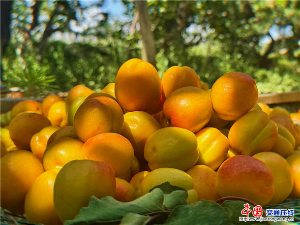 英吉沙杏。娜扎凯提 摄 (2)
