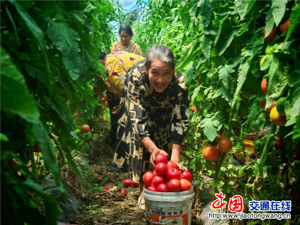 采摘西红柿。郑涛 摄
