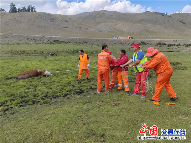牲畜深陷淤泥营救中 图：郭伟强