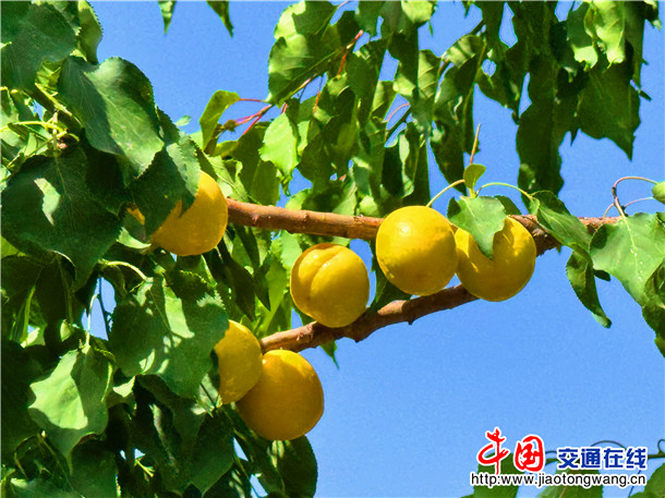 英吉沙杏。娜扎凯提 摄