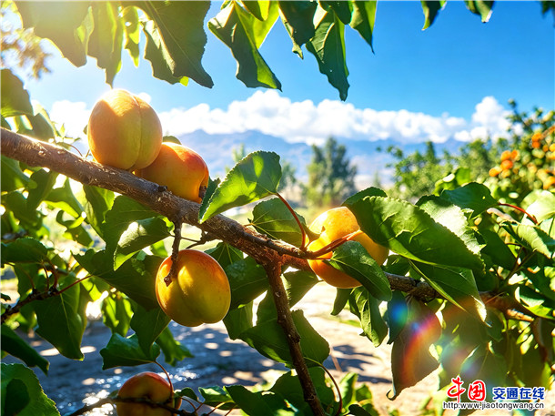英吉沙杏。娜扎凯提 摄