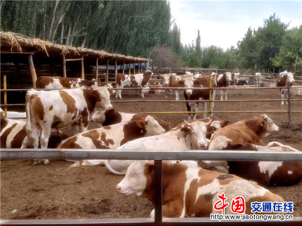 西门塔尔肉牛。县社保中心驻乌恰镇阿亚克包孜洪村工作队 李利 供